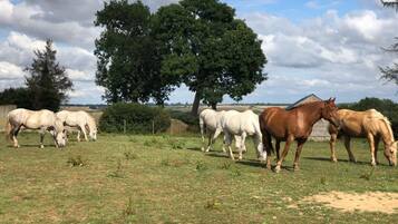 A group of horses grazing in a grassy field with trees and a barn in the background.