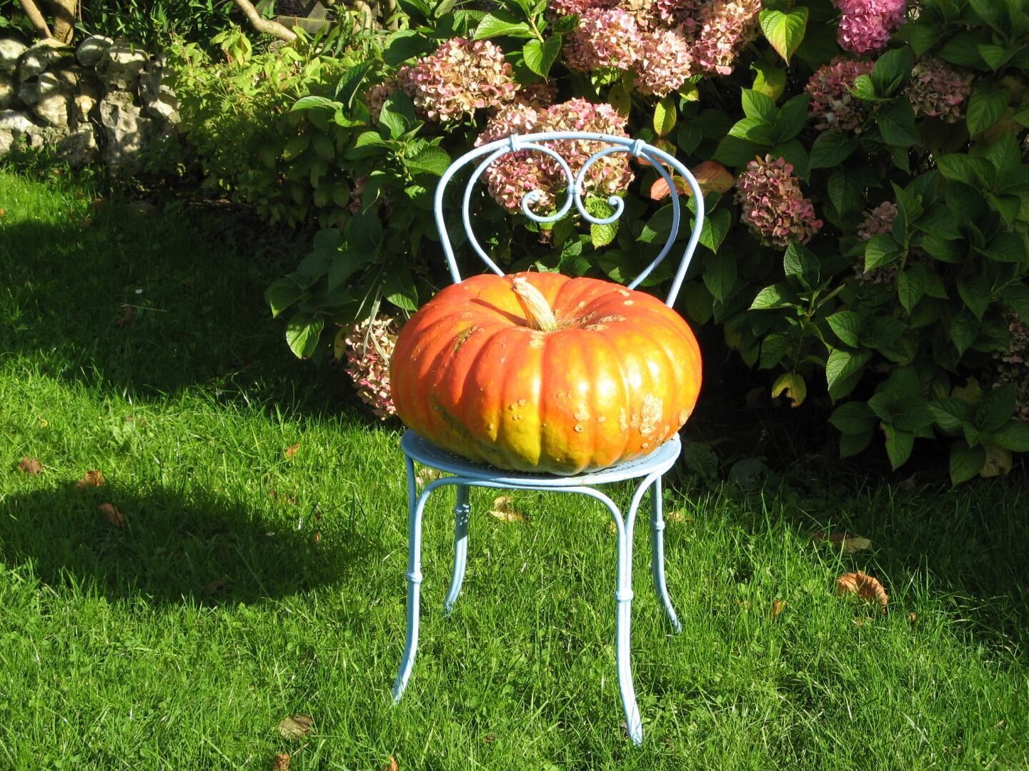 A metal chair with a pumpkin on it, placed on a grassy lawn with hydrangea bushes in the background.