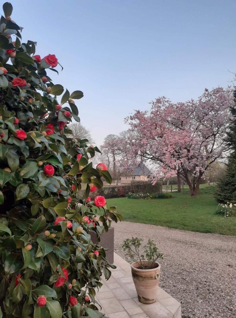 Un jardin avec un rosier et un cerisier en fleurs.