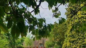 A fenced outdoor area with a dog, a thatched-roof building, and lush greenery. - Gîtes de France® - Jacquotte's Chaumière (LIMPIVILLE)