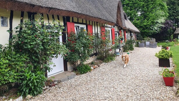 A traditional thatched-roof house with a gravel driveway and a dog walking towards it. - Gîtes de France® - Jacquotte's Chaumière (LIMPIVILLE)