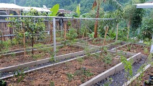 Un jardin avec des plates-bandes surélevées et diverses plantes.