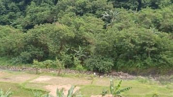 Taman