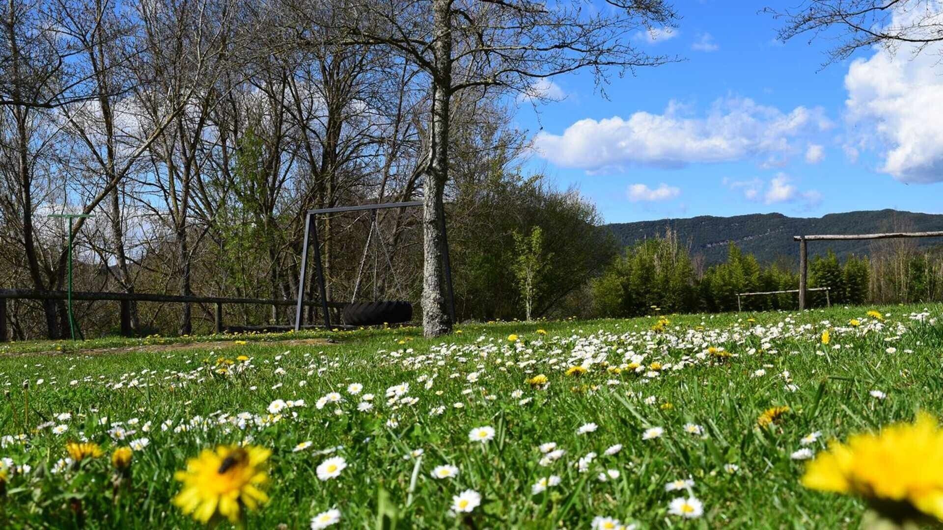 Un champ de marguerites avec une balançoire et des arbres en arrière-plan.