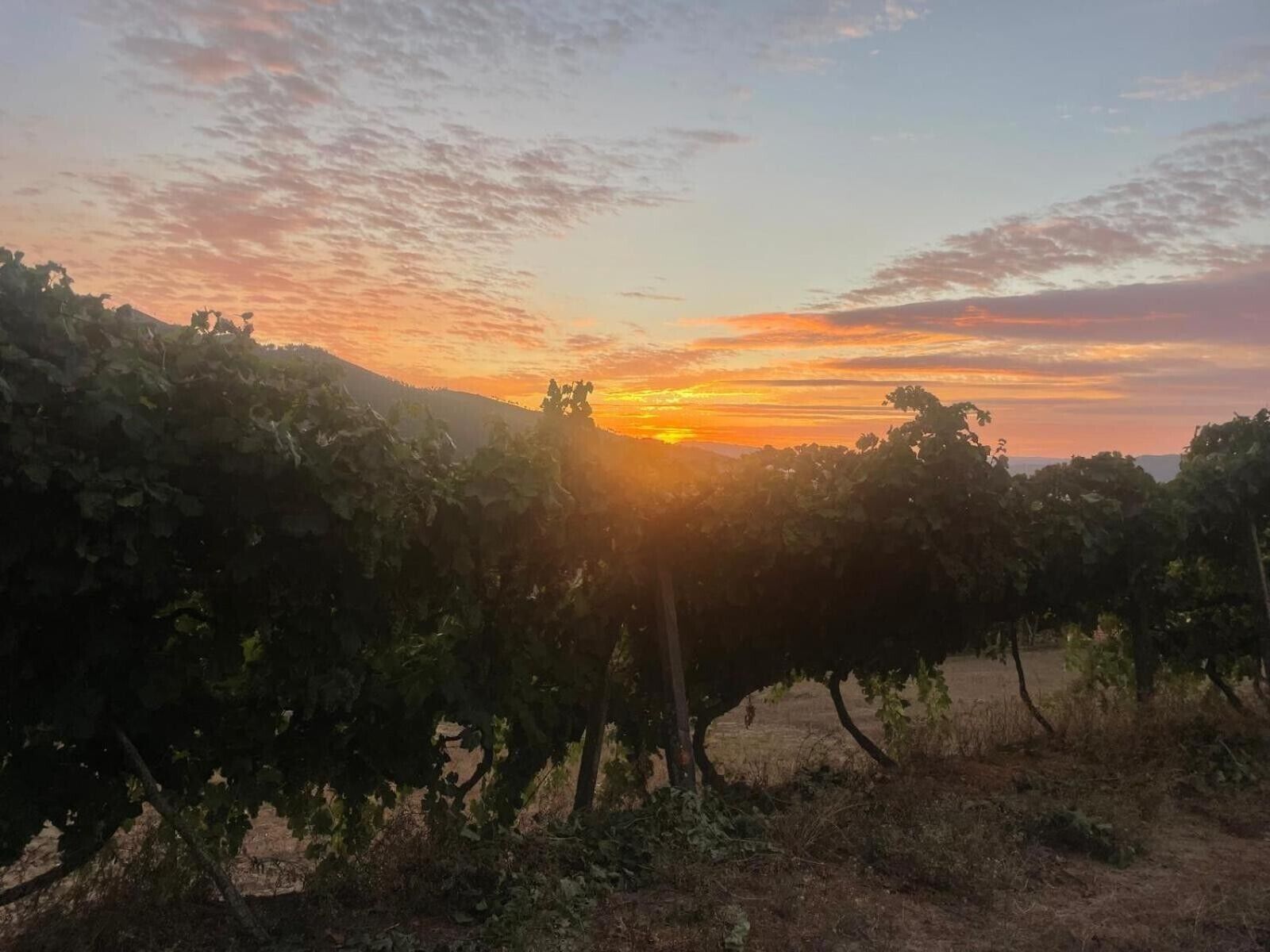 A vineyard at sunset with rows of grapevines and a clear sky.