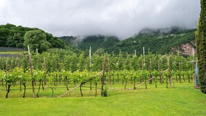 Un vignoble avec des rangées de vignes, un champ d’herbe et une chaîne de montagnes en arrière-plan.