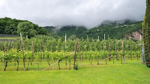 Viñedo con hileras de vi ñas, un campo de césped y montañas al fondo.