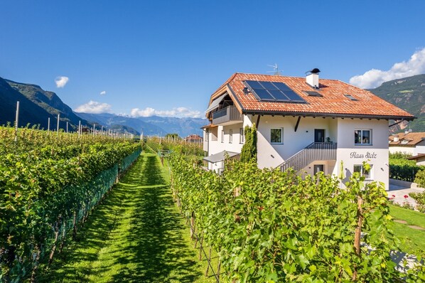 A vineyard path leading to a white building with solar panels, surrounded by mountains.