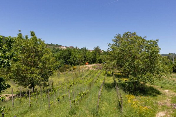 Viñedo con hileras de vides, rodeado de exuberante vegetación y árboles.