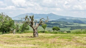 A landscape with a prominent tree in the foreground, a clear sky, and rolling hills in the background.