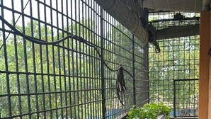 A balcony with a metal railing, a concrete planter with green plants, and a tiled floor.