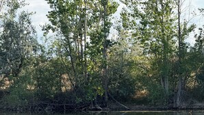 A calm lake with a dock extending into the water, surrounded by dense trees.