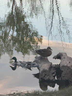 A calm lake with reflections of trees and a bird perched on a rock. - Small campground in Caldwell perfect for your outdoor getaway (Caldwell)