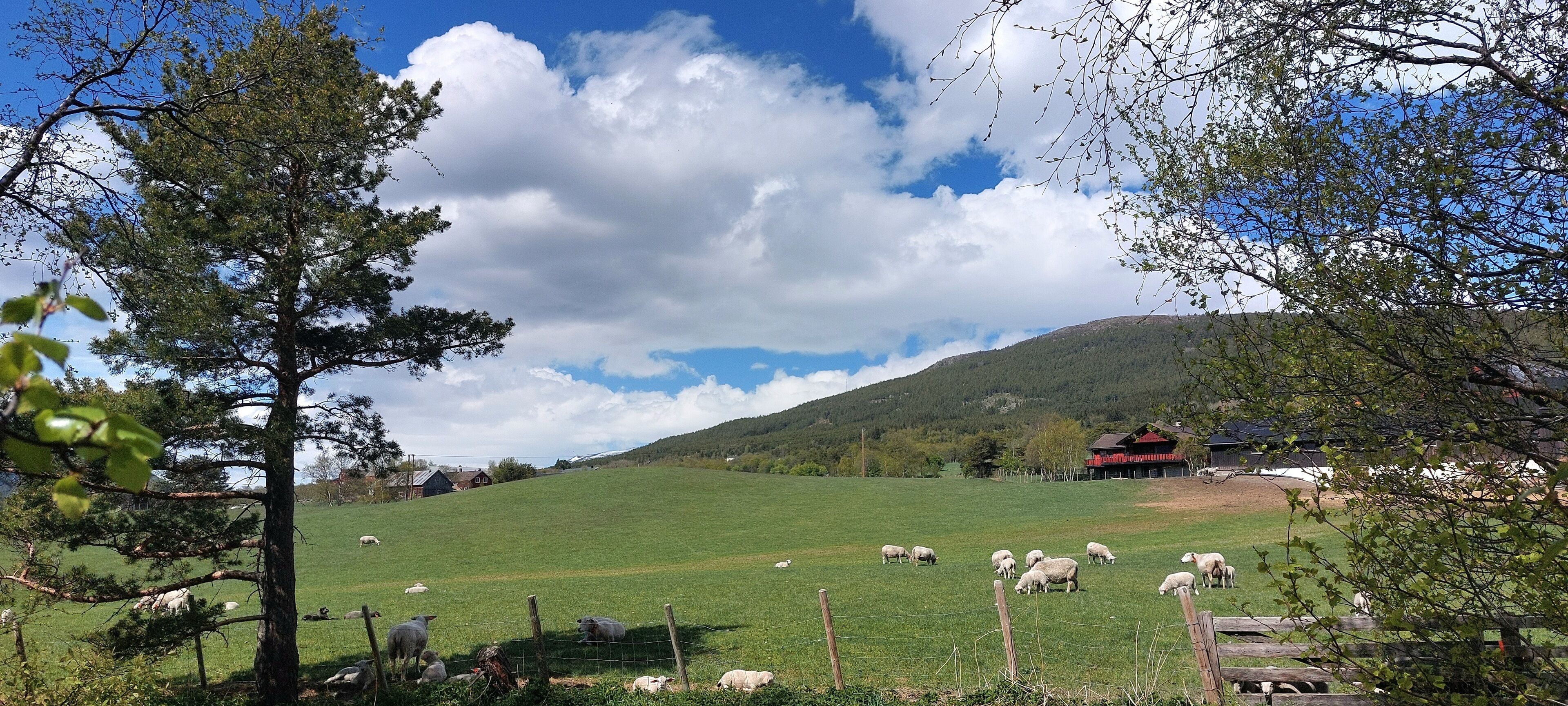 Ländliche Landschaft mit einem grünen Feld, weidenden Schafen und einem roten Gebäude in der Ferne.