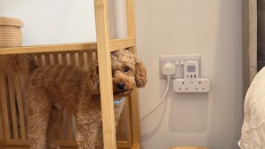 Une étagère en bois avec un petit chien, un tabouret rond en bois et une prise électrique au mur.