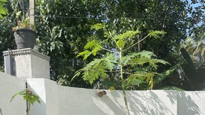 A garden with flowering plants and a white wall.