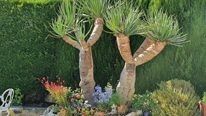 A garden with two sculpted trees, a white chair, and various colorful flowers. - Villa Casa Creativa: your sunny dream holiday home with breathtaking sea views (El Poble Nou de Benitatxell)