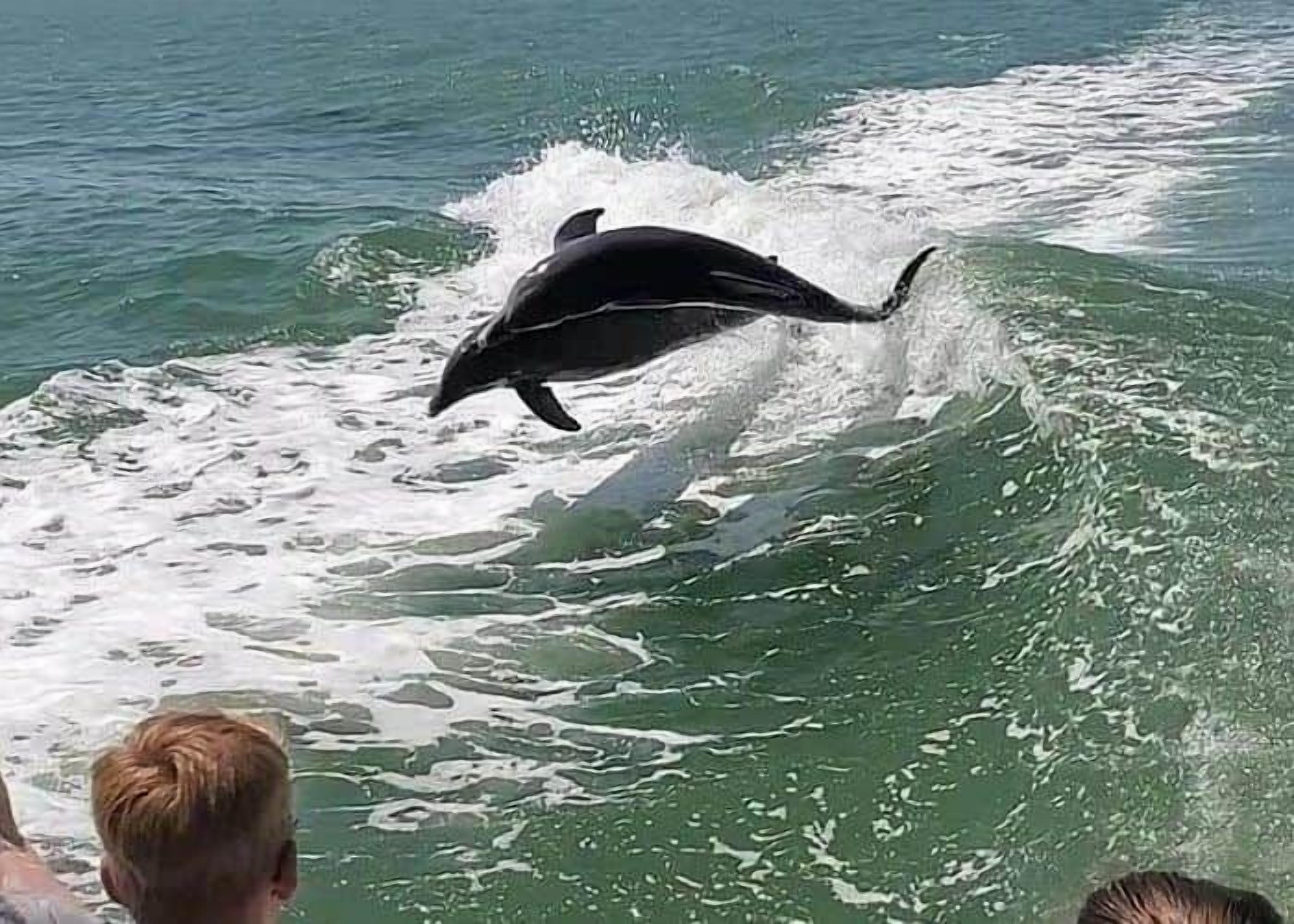 A dolphin jumping out of the water, creating a splash.