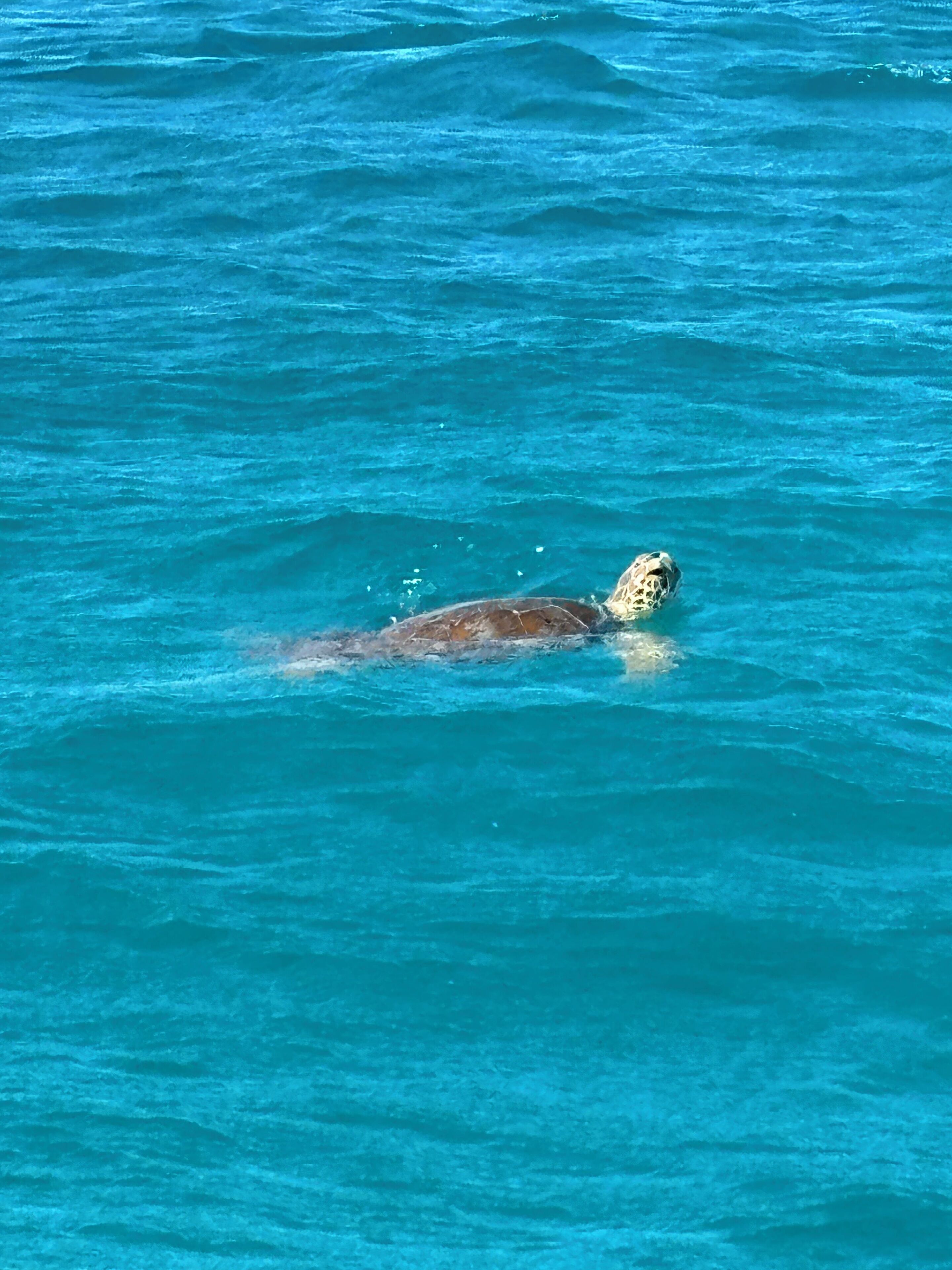 A turtle swimming in clear blue water.