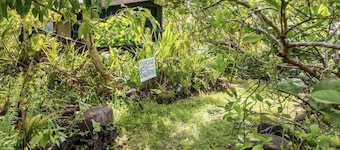 Spacious, Bright, Jungle retreat