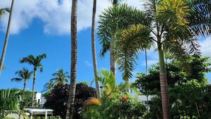 A pathway lined with palm trees leading to a pool area, surrounded by well-maintained greenery and a clear blue sky. - Aligio - A Quiet Retreat in Paradise - 2 BR, 2 pools, WiFi, AC, Private Hot Tub (Las Terrenas)