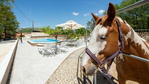 Ein Pferd hinter einem Metallzaun, ein Schwimmbecken und Liegestühle im Hintergrund.