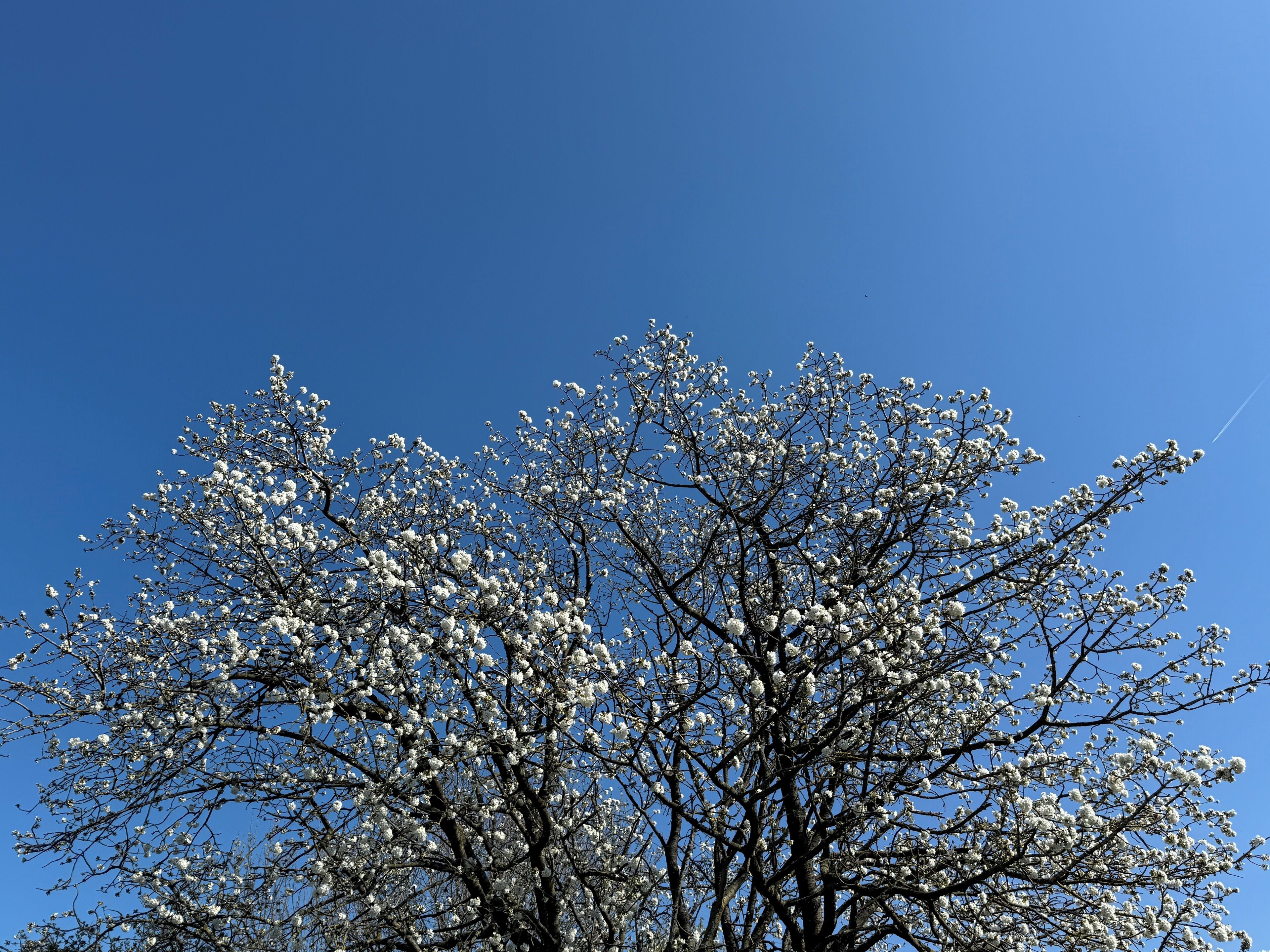 Un arbre aux fleurs blanches, se détachant sur un ciel bleu clair.