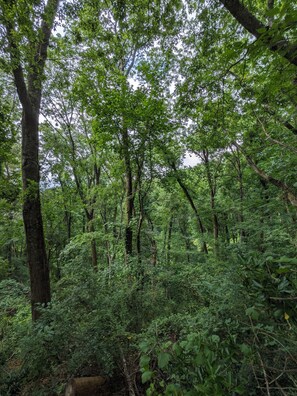 Une forêt dense, avec de grands arbres et un sous-bois touffu.