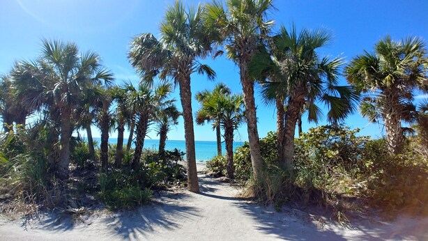 Un sendero arenoso bordeado de palmeras que lleva a una playa.
