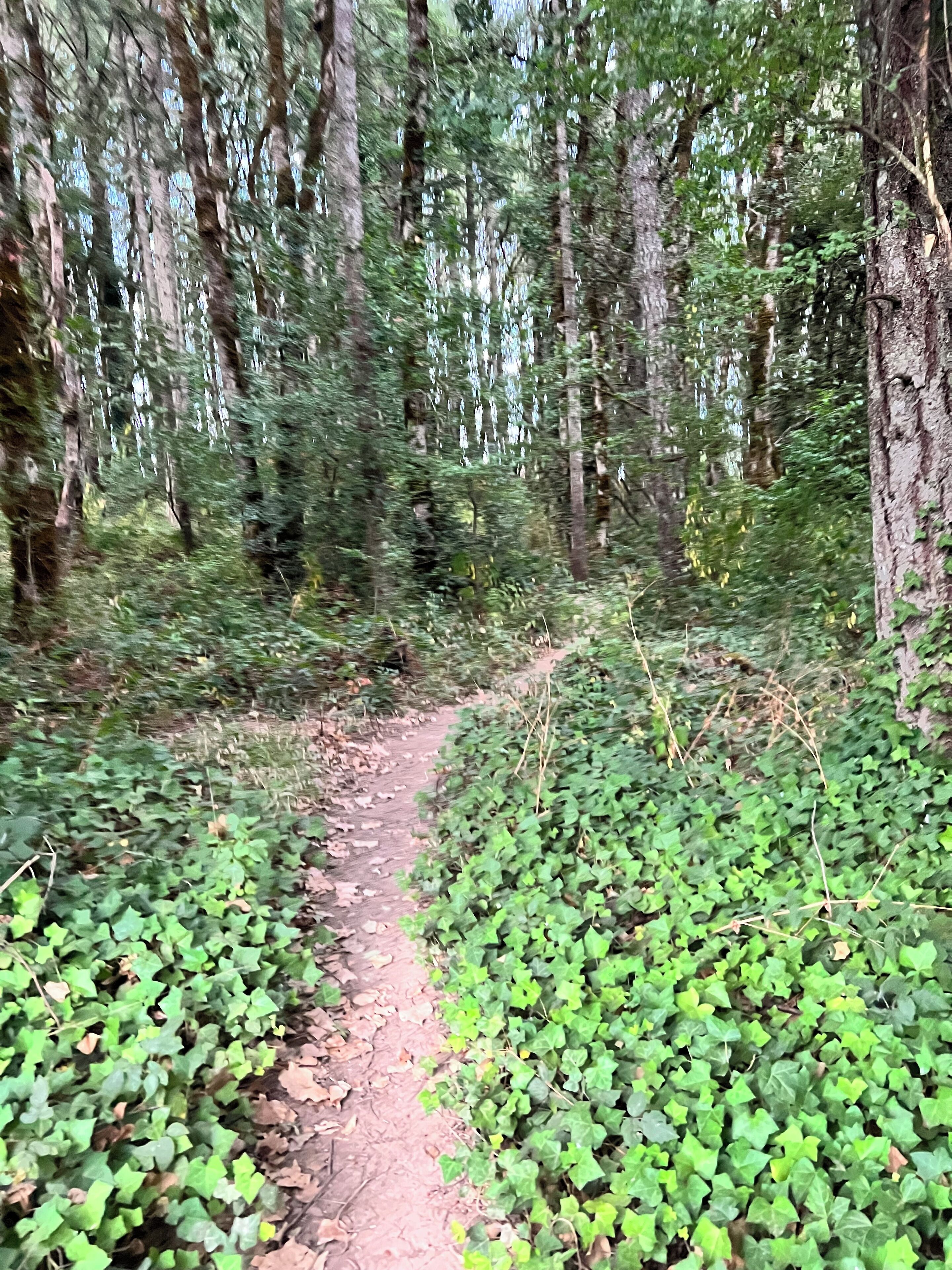 Un sendero en un bosque rodeado de abundante vegetación y árboles.