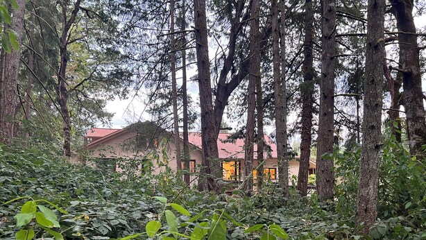 A forested area with tall trees and a building with a red roof in the background. - Remodeled basement in Corvallis, surrounded by forest and trails! (Corvallis)