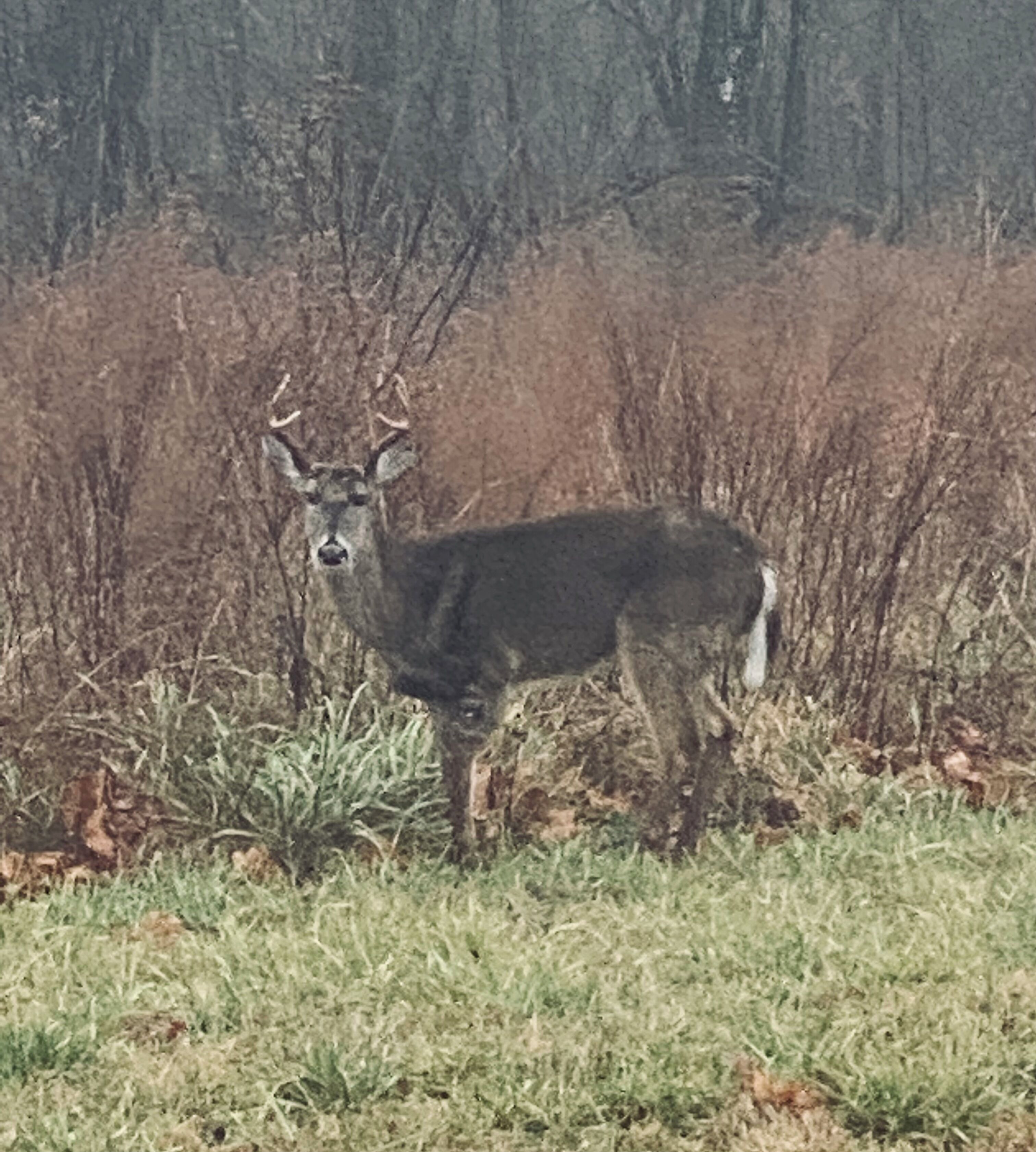 Un cerf se tient dans un champ herbeux où la végétation est clairsemée, avec une forêt en arrière-plan.