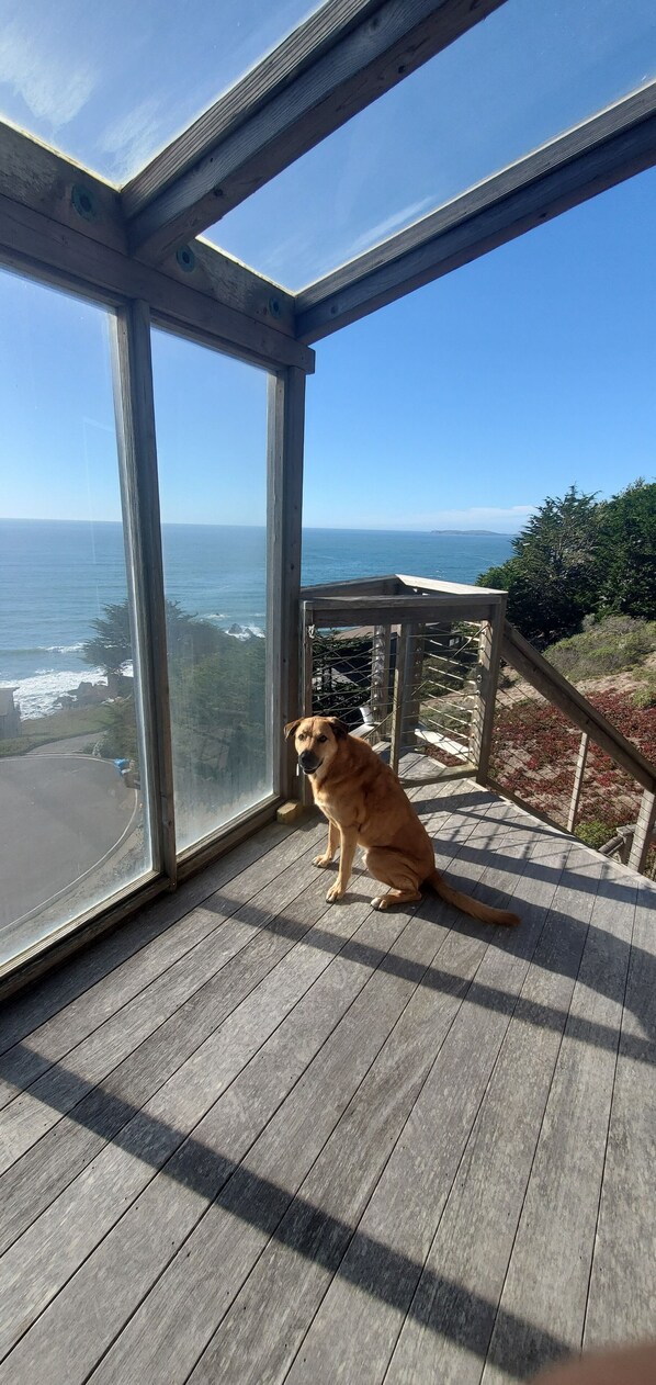 Un chien est assis sur une terrasse en bois, et de là, on peut admirer l’océan à travers de grandes fenêtres en verre.