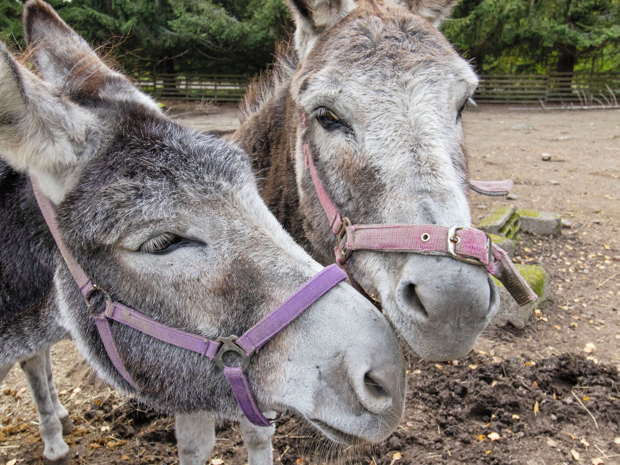Two donkeys with harnesses standing on dirt ground.