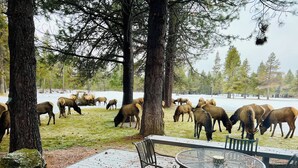 A deck with metal chairs and a table, overlooking a snowy landscape with elk grazing. - Recently Remodeled Golf Course Condo w/ A/C, SHARC Passes, Bikes & Pet Friendly (Sunriver)