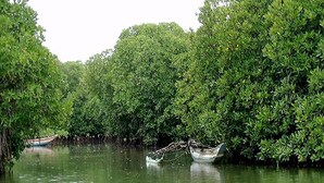 A calm river with boats anchored among dense mangrove trees. - Jennifers Villa, Make your soul full in Love and Peace in Negombo AC,Wifi,Beach (Negombo)