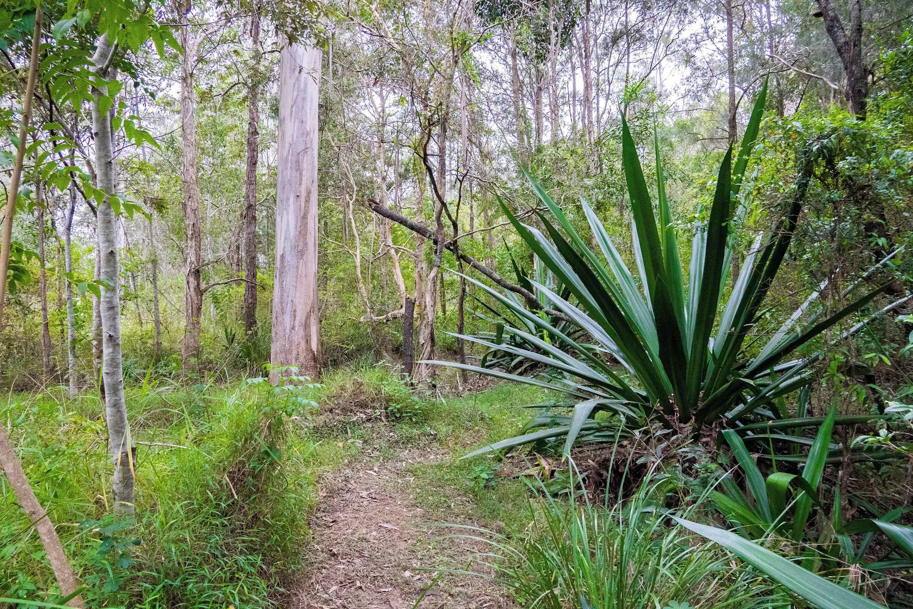 Un sendero en un bosque rodeado de árboles y follaje verde.