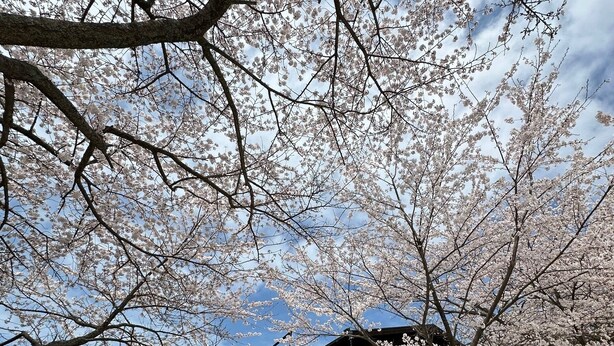 A building with a concrete exterior and a wooden balcony, surrounded by cherry blossom trees.