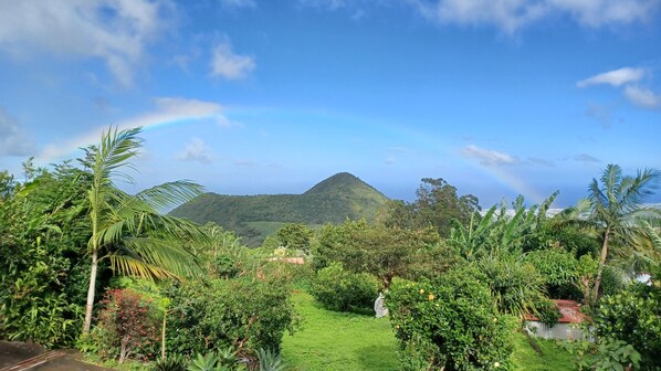Un lussureggiante giardino con diverse piante tropicali e vista su una montagna all'orizzonte.