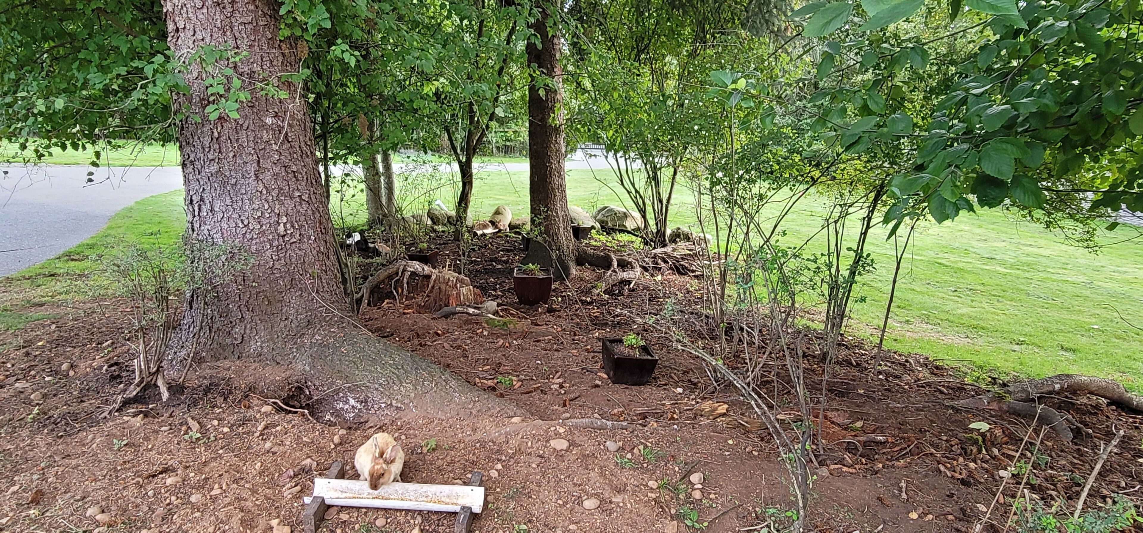 A garden area with trees, shrubs, and a small rabbit.