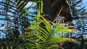 A covered outdoor area with a concrete floor, a large horse statue, and a potted plant with a woven basket. - Double D Ranch Guest House (Courtenay)