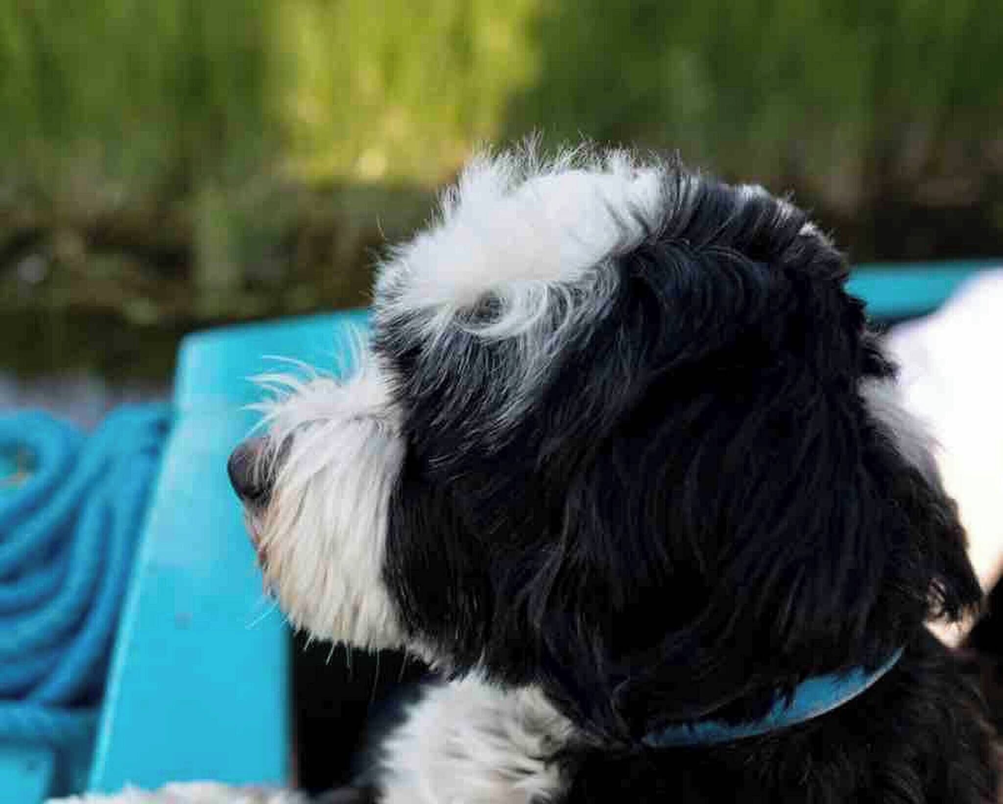 A dog with black and white fur sitting on a blue surface.