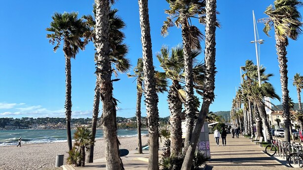 Un paseo marítimo bordeado por altas palmeras, un muelle de madera y una playa bajo un cielo azul y despejado.