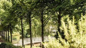 A patio area with a table and chairs, surrounded by trees and a wooden bridge.