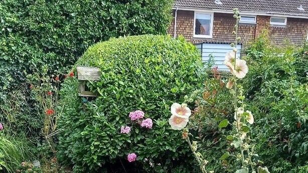 Een tuin met diverse planten en bloemen, een gazon en een huis op de achtergrond.