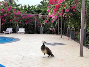 Jardim
