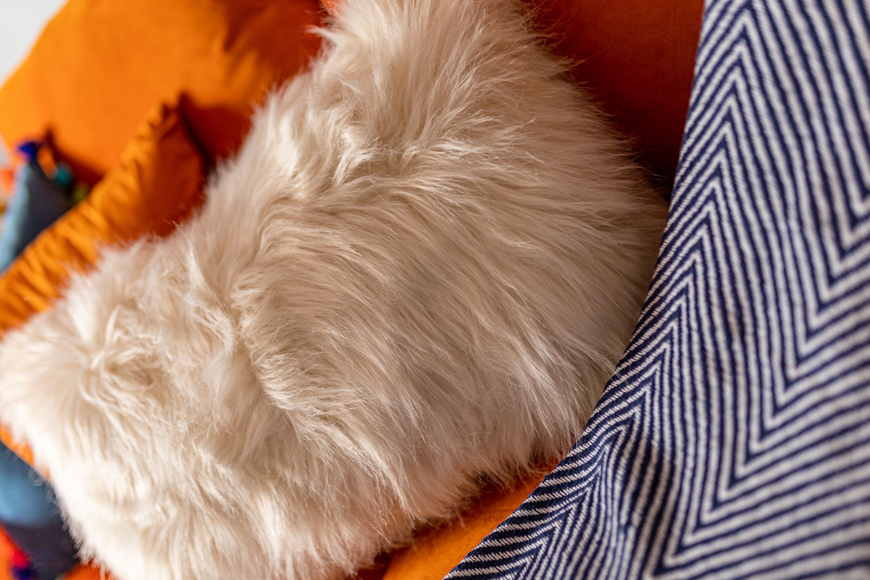 Een pluizige witte hond die op een bed ligt met een gestreept kussen.