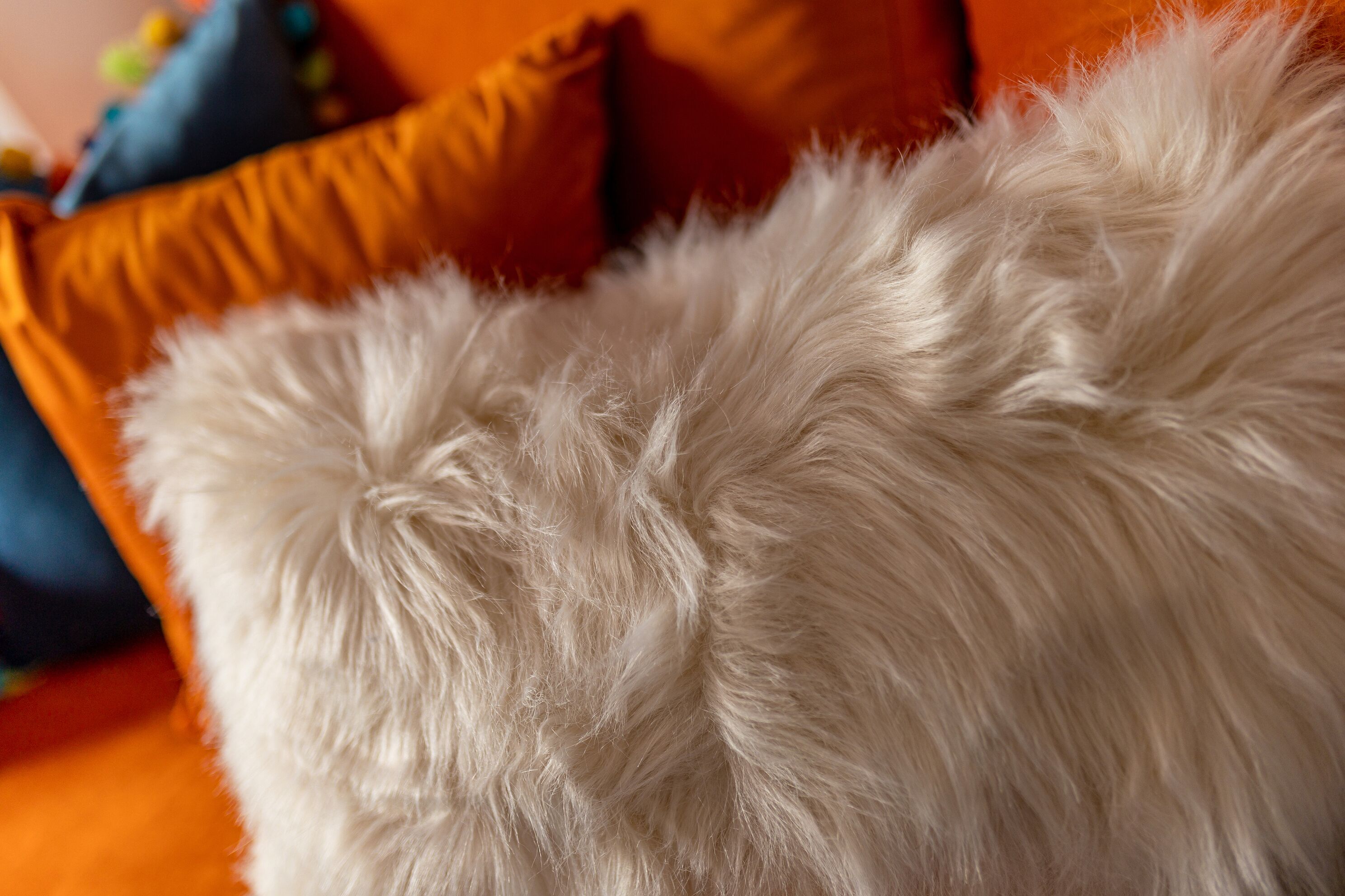 Primer plano de un objeto blanco y esponjoso, probablemente una mascota, sobre un fondo borroso con almohadas naranja y azules.