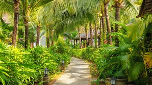 A pathway flanked by lush greenery and palm trees, leading to a traditional building with a tiled roof. - Herbal Resort (Phu Quoc)