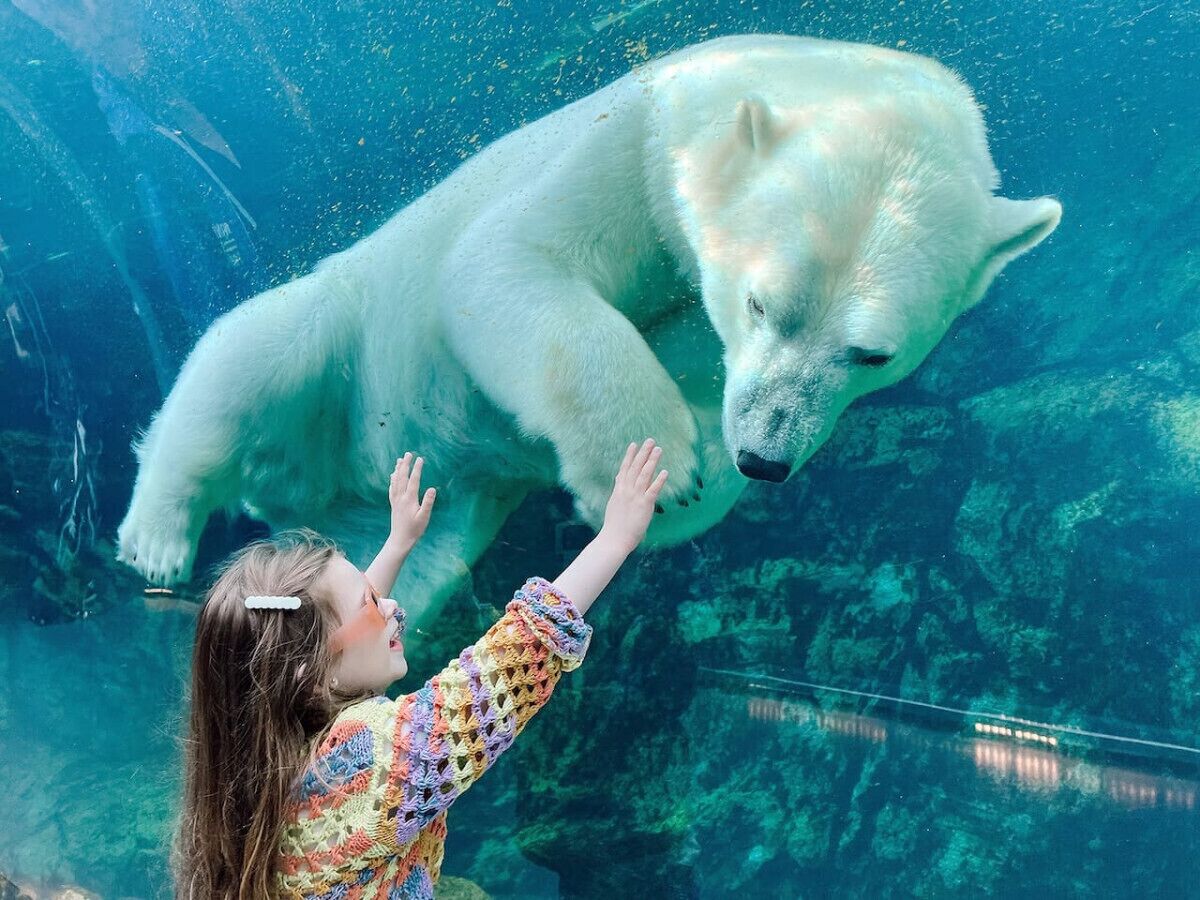 A person reaching out to a polar bear in an aquarium.